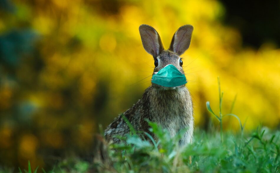Zdjęcie przedstawia królika w maseczce ochronnej