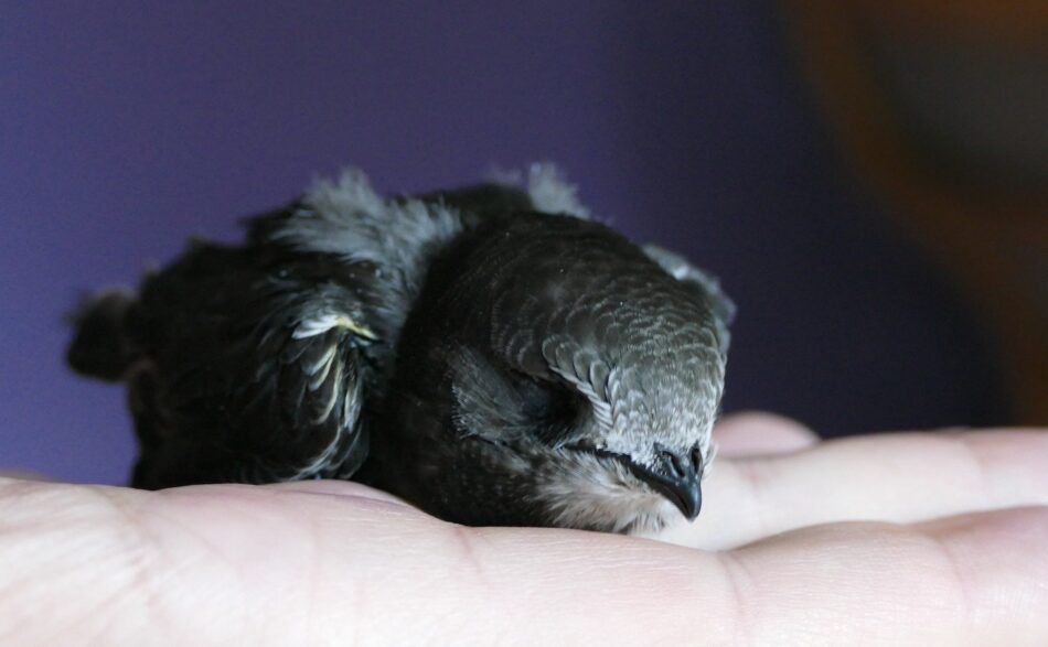 zdjęcie przedstawia jerzyka